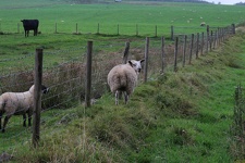 irland0157-IMG 2450