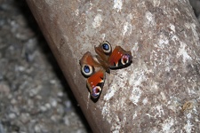 IMG_5125.JPG
